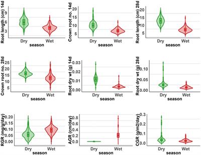 Superior Haplotypes for Early Root Vigor Traits in Rice Under Dry Direct Seeded Low Nitrogen Condition Through Genome Wide Association Mapping